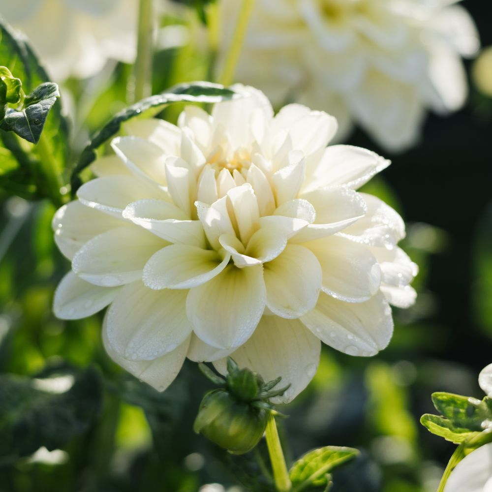 Dahlia 'Caramel Antique'