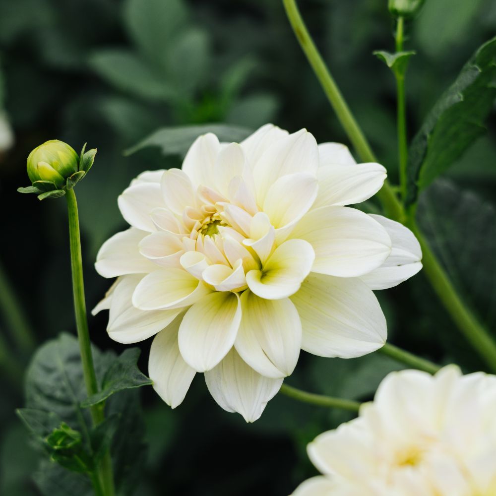 Dahlia 'Caramel Antique'