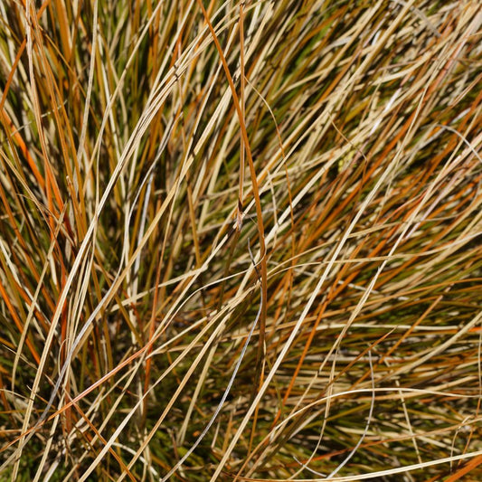 Carex buchananii (zegge) BIO