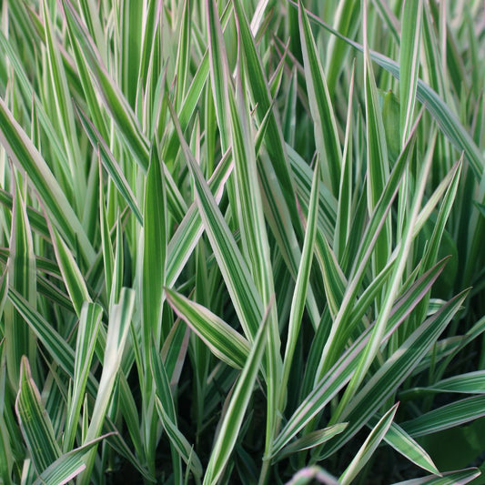 Carex morrowii 'Ice Dance' (zegge) BIO