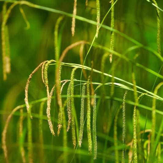 Carex pendula (hangende zegge)