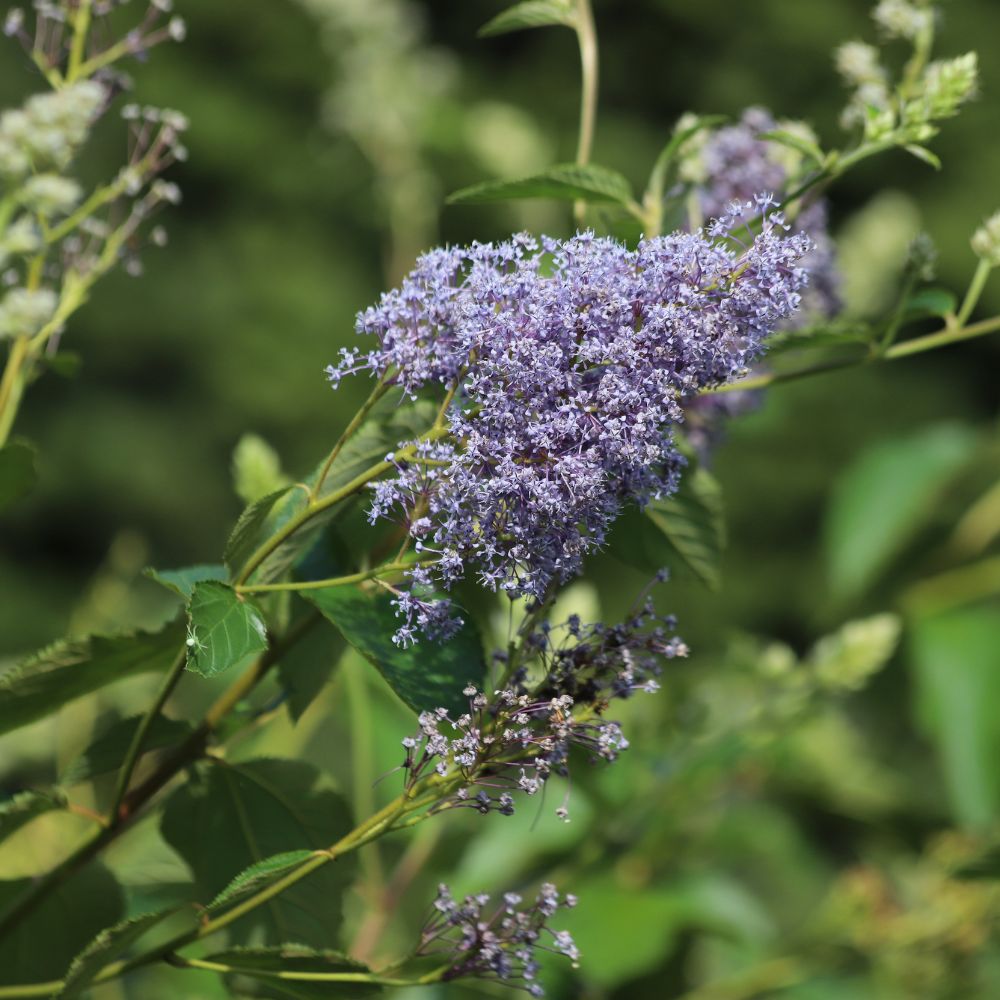 Ceanothus delilianus 'Gloire de Versailles' (Amerikaanse sering)