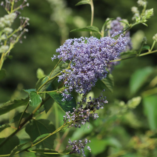 Ceanothus delilianus 'Gloire de Versailles' (Amerikaanse sering)