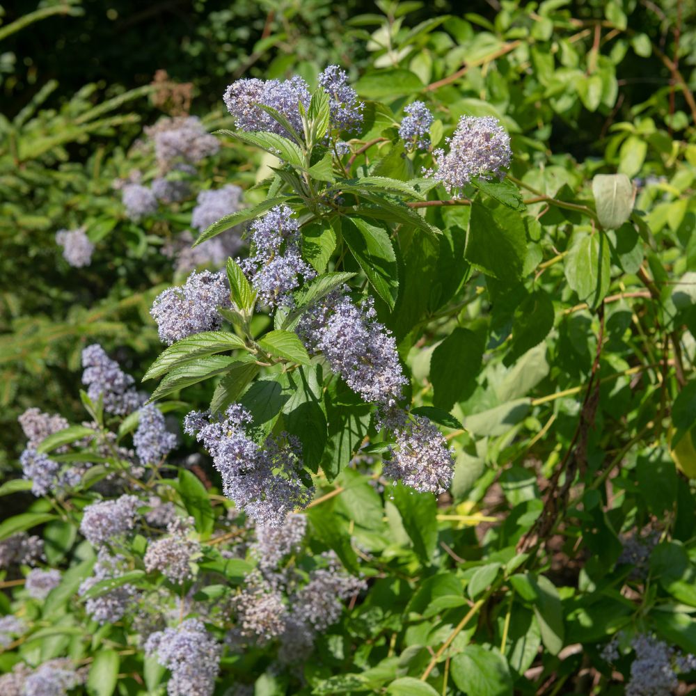 Ceanothus delilianus 'Gloire de Versailles' (Amerikaanse sering)