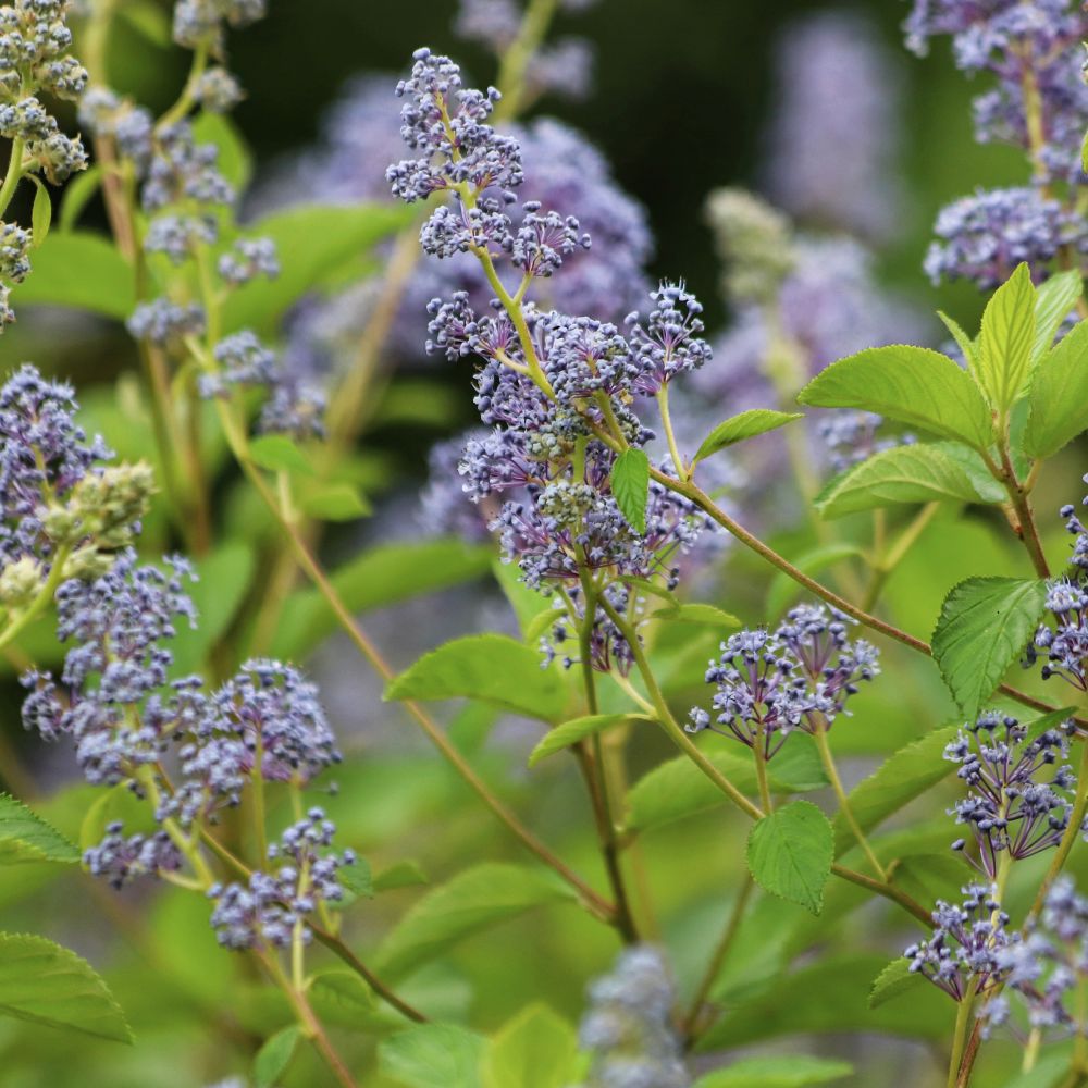 Ceanothus delilianus 'Gloire de Versailles' (Amerikaanse sering)