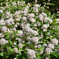 Ceanothus pallidus 'Marie Simon' (Amerikaanse sering)