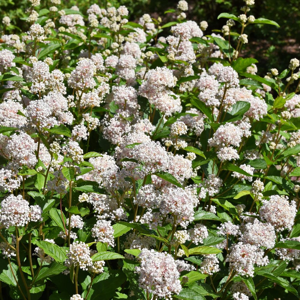 Ceanothus pallidus 'Marie Simon' (Amerikaanse sering)