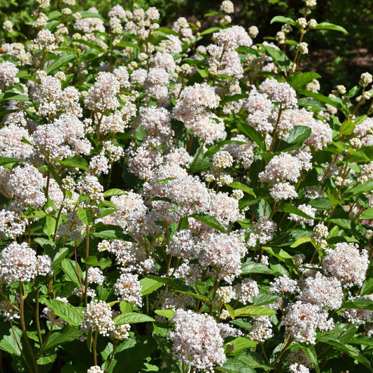 Ceanothus pallidus 'Marie Simon' (Amerikaanse sering)