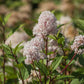 Ceanothus pallidus 'Marie Simon' (Amerikaanse sering)