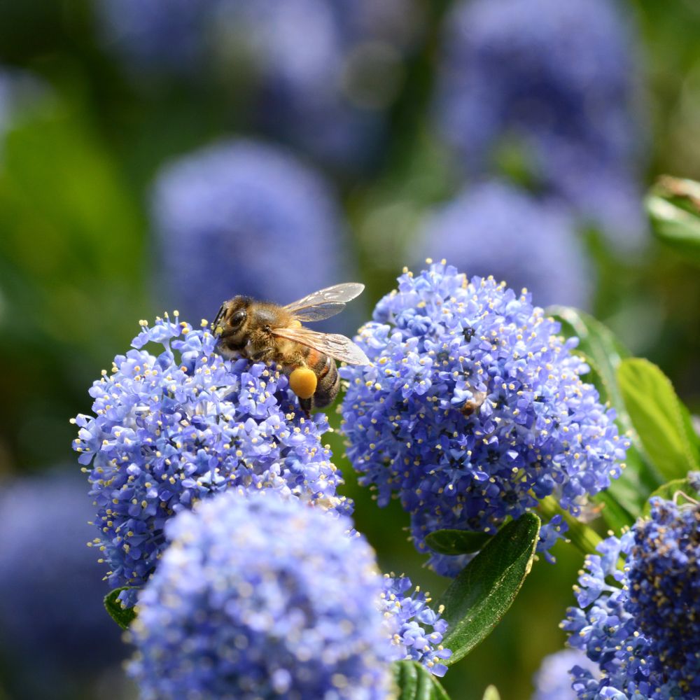 Ceanothus impressus 'Victoria' (Amerikaanse sering)