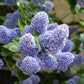 Ceanothus impressus 'Victoria' (Amerikaanse sering)