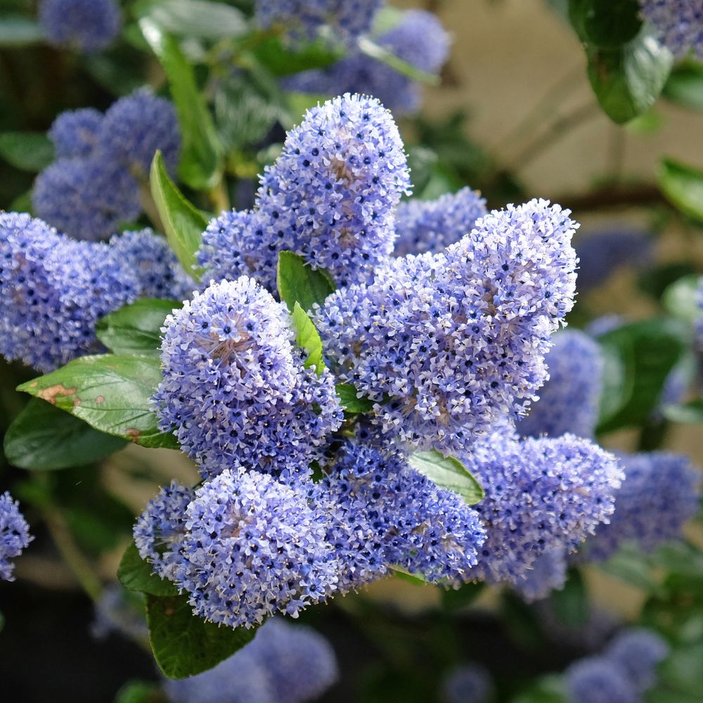 Ceanothus impressus 'Victoria' (Amerikaanse sering)