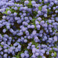 Ceanothus impressus 'Victoria' (Amerikaanse sering)