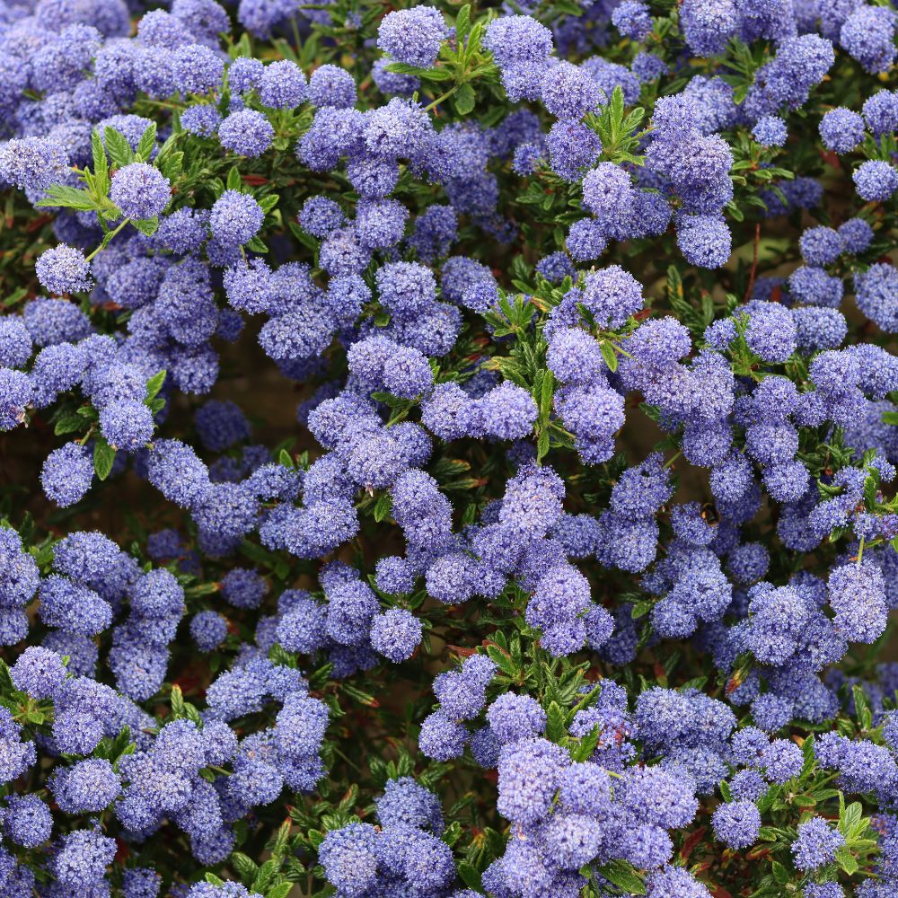 Ceanothus impressus 'Victoria' (Amerikaanse sering)