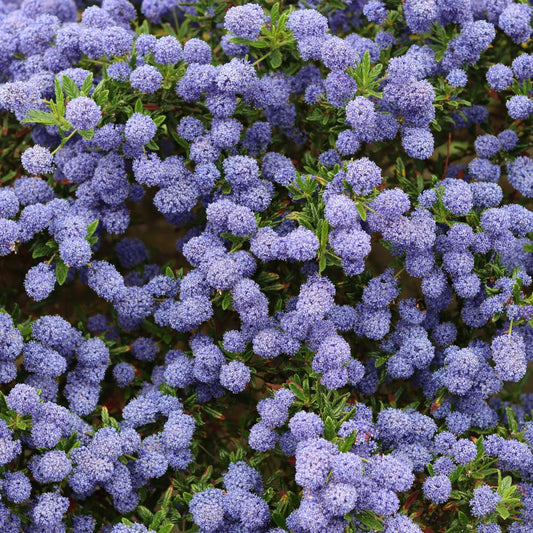 Ceanothus impressus 'Victoria' (Amerikaanse sering)