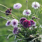 Centaurea cyanus ‘Classic Magic’ (korenbloem)