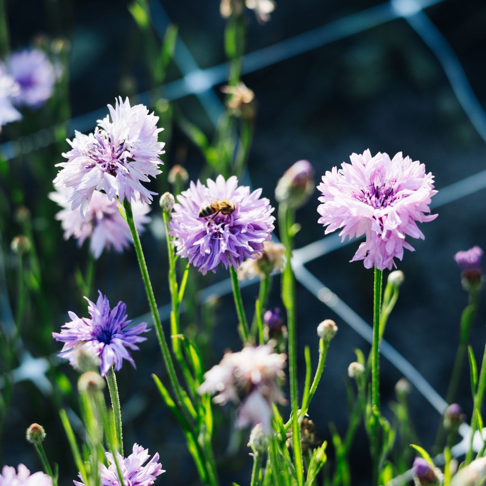 Centaurea cyanus ‘Mauve Ball’ (korenbloem)