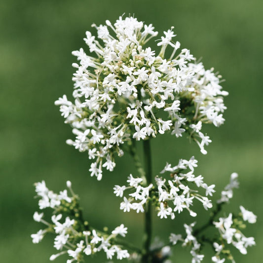 Centranthus ruber 'Albus' (witte spoorbloem) BIO