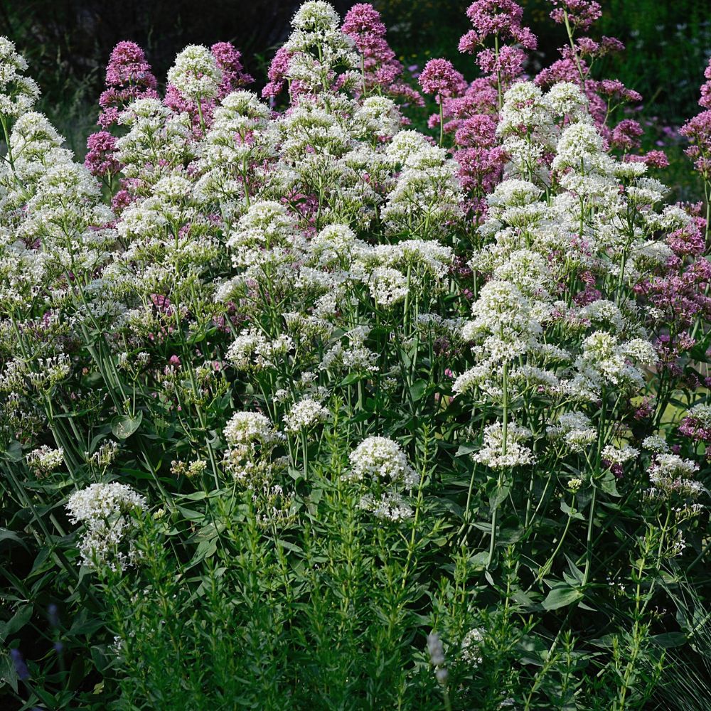 Centranthus ruber 'Albus' (witte spoorbloem) BIO