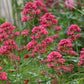 Centranthus ruber 'Coccineus' (spoorbloem) BIO