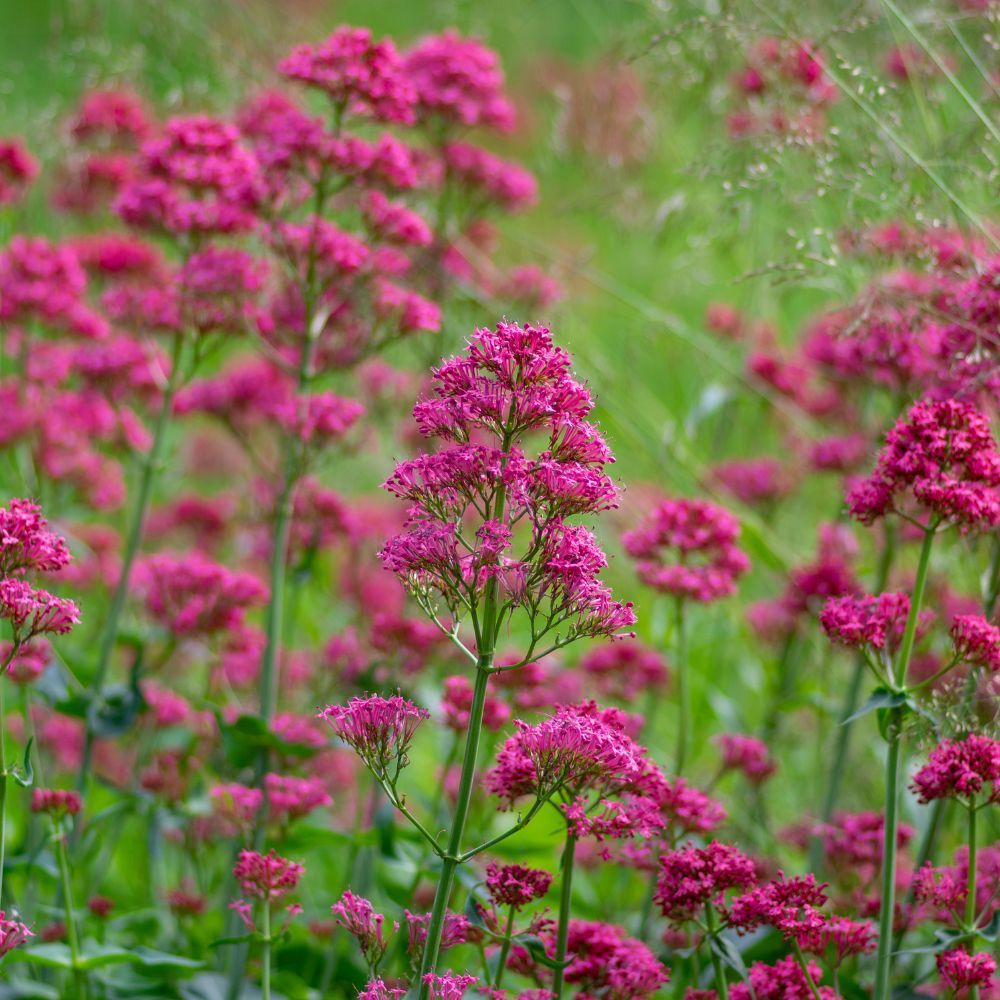 Centranthus ruber 'Coccineus' (spoorbloem) BIO