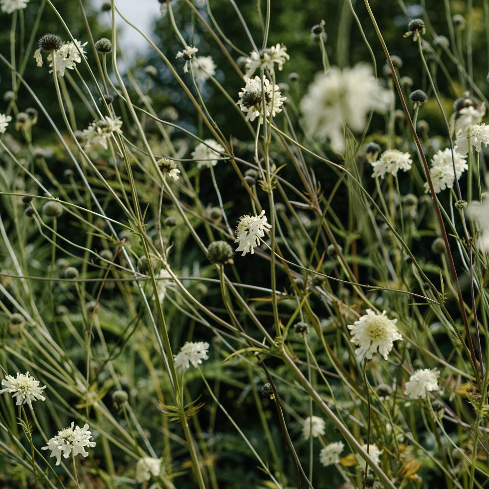 Cephalaria gigantea (reuzenscabiosa)
