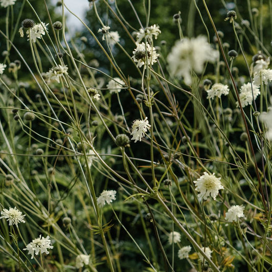 Cephalaria gigantea (reuzenscabiosa)