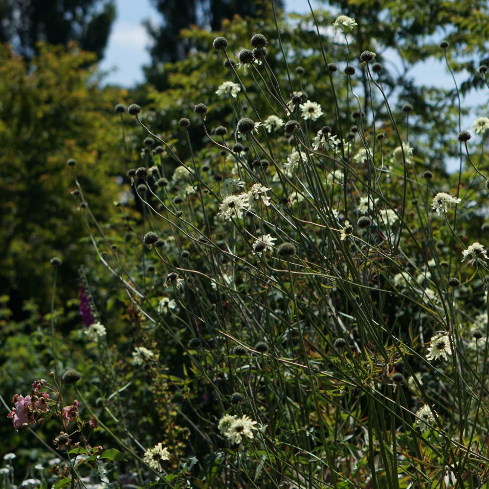 Cephalaria gigantea (reuzenscabiosa)