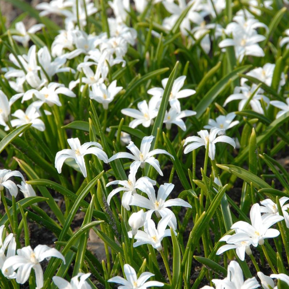 Chionodoxa luciliae 'Alba' (sneeuwroem, 10 stuks) BIO