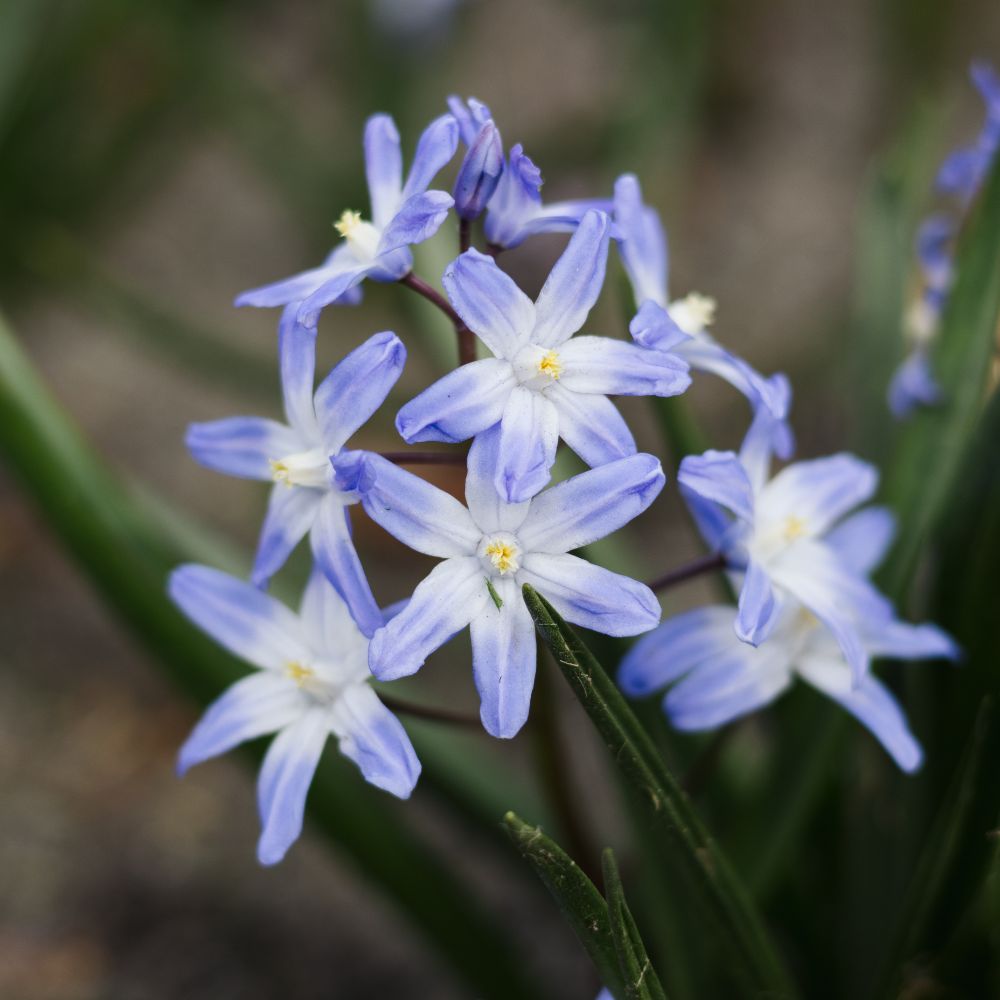 Chionodoxa forbesii 'Blue Giant' (sneeuwroem, 10 stuks) BIO