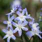 Chionodoxa forbesii 'Blue Giant' (sneeuwroem, 10 stuks) BIO