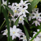 Chionodoxa forbesii 'Pink Giant' (sneeuwroem, 10 stuks) BIO