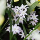 Chionodoxa forbesii 'Pink Giant' (sneeuwroem, 10 stuks) BIO