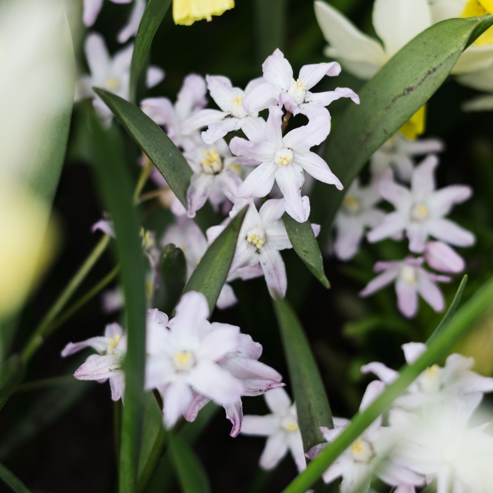 Chionodoxa forbesii 'Pink Giant' (sneeuwroem, 10 stuks) BIO