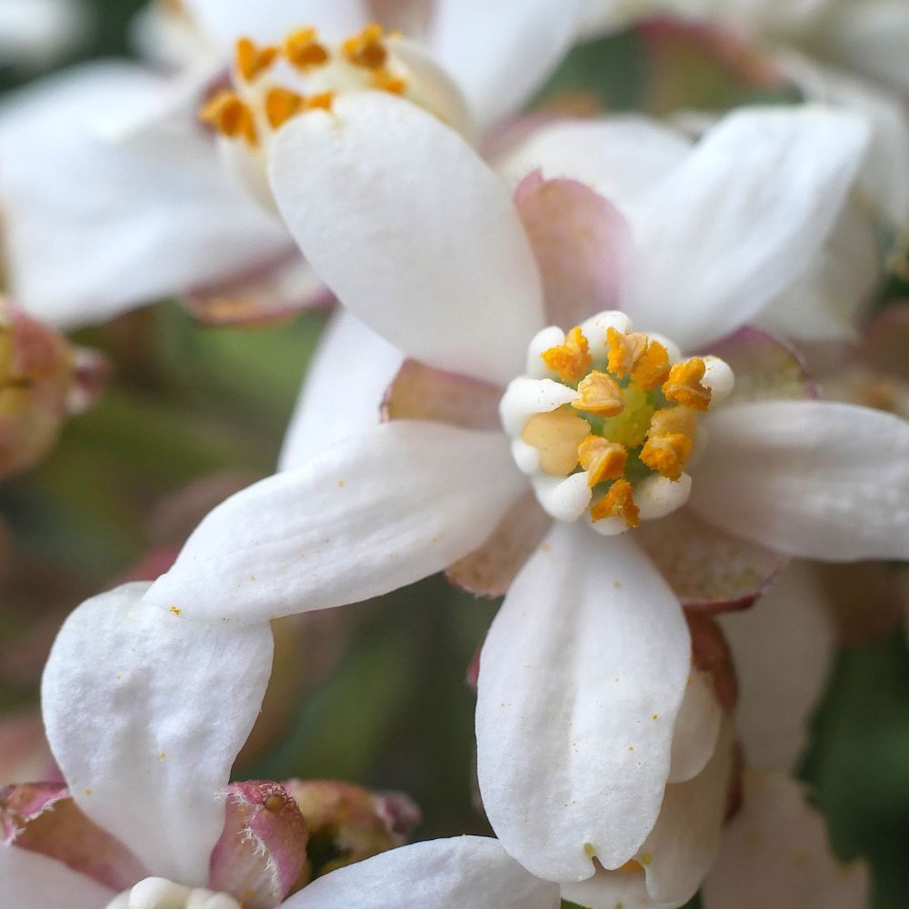 Choisya ternata 'Apple Blossom' (Mexicaanse oranjebloesem)