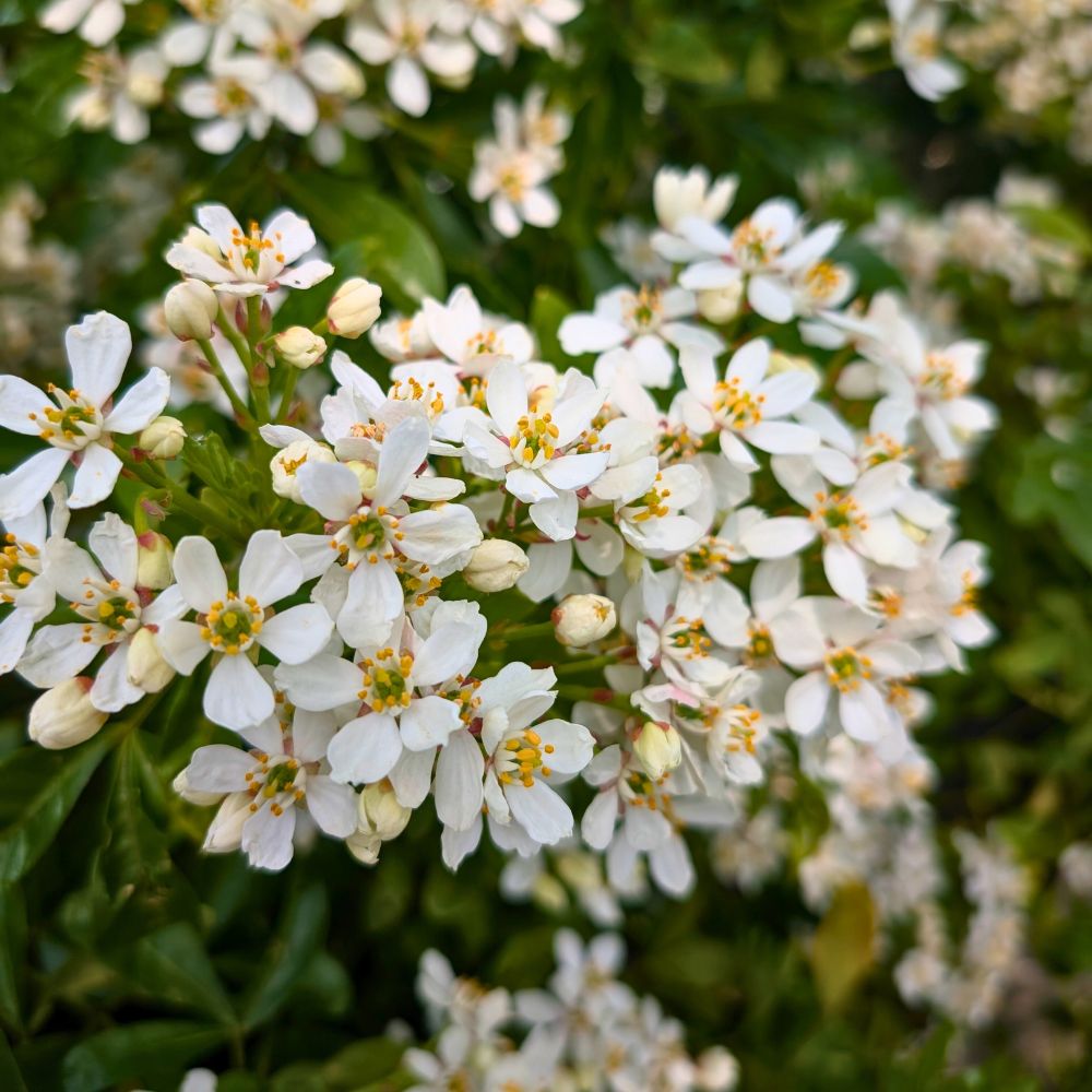 Choisya ternata 'Apple Blossom' (Mexicaanse oranjebloesem)