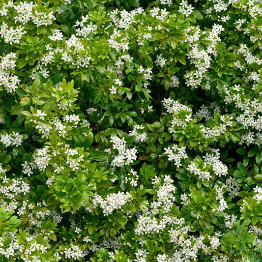 Choisya ternata (Mexicaanse oranjebloesem)