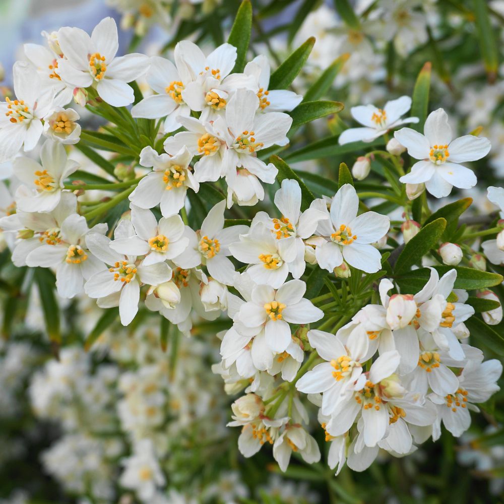 Choisya ternata 'White Dazzler' (Mexicaanse oranjebloesem)