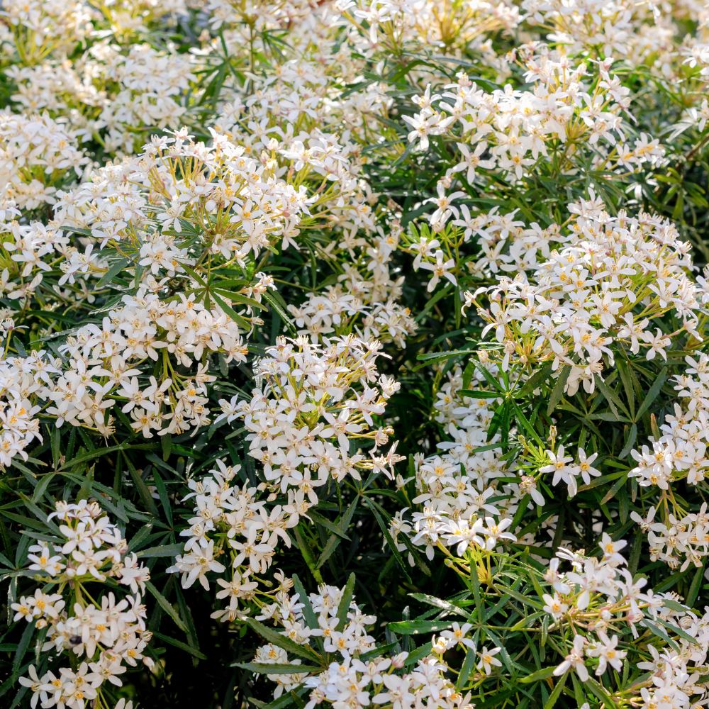 Choisya ternata 'White Dazzler' (Mexicaanse oranjebloesem)