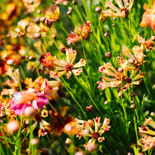 Coreopsis hybrida ‘Incredible! Sea Shells Mix’ (meisjesogen)