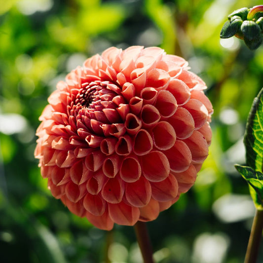 Dahlia 'Cornel Bronze'