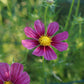 Cosmos bipinnatus 'Antiquity’ (cosmea)