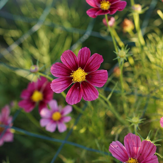 Cosmos bipinnatus 'Antiquity’ (cosmea)