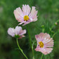 Cosmos bipinnatus ‘Apricotta’ (cosmea)