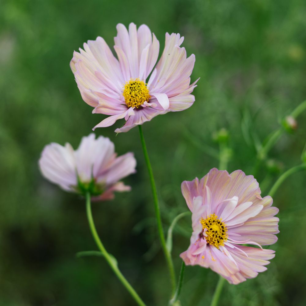 Cosmos bipinnatus ‘Apricotta’ (cosmea)