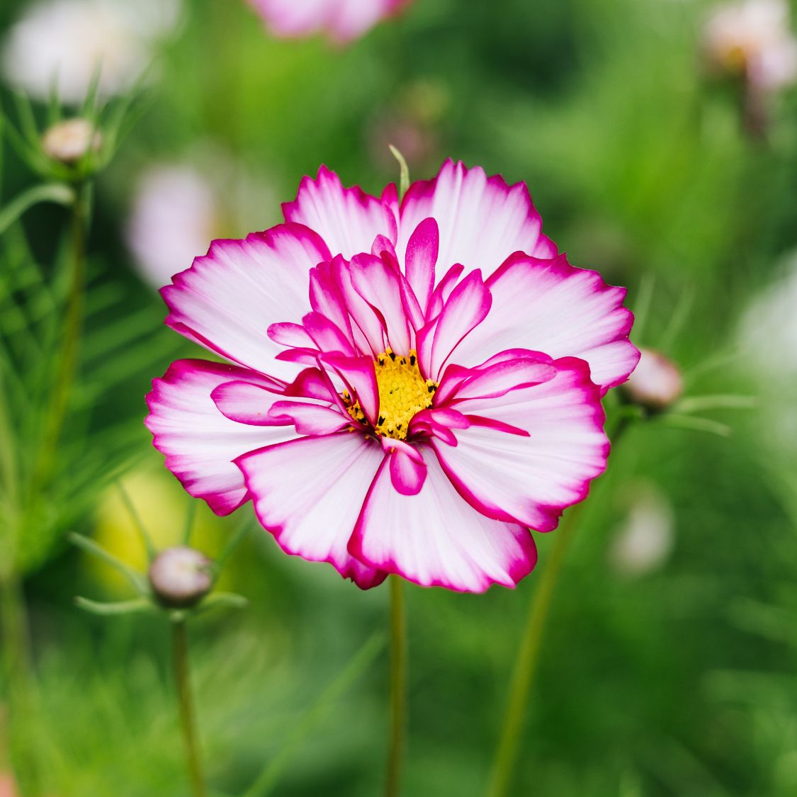 Cosmos bipinnatus 'Picotee’ (cosmea)