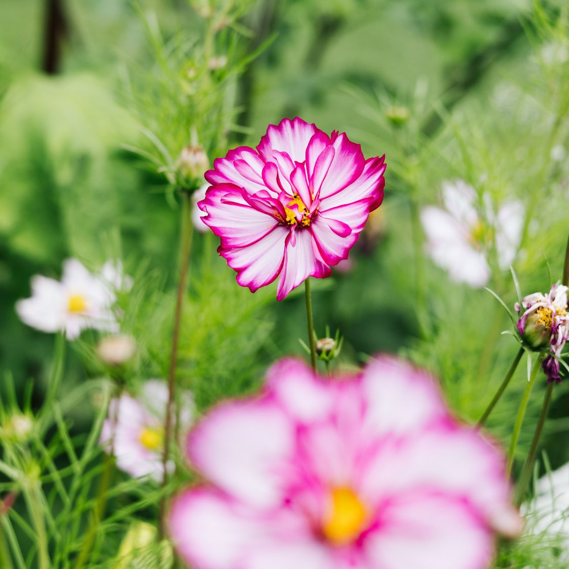 Cosmos bipinnatus 'Picotee’ (cosmea)