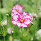 Cosmos bipinnatus 'Picotee’ (cosmea)