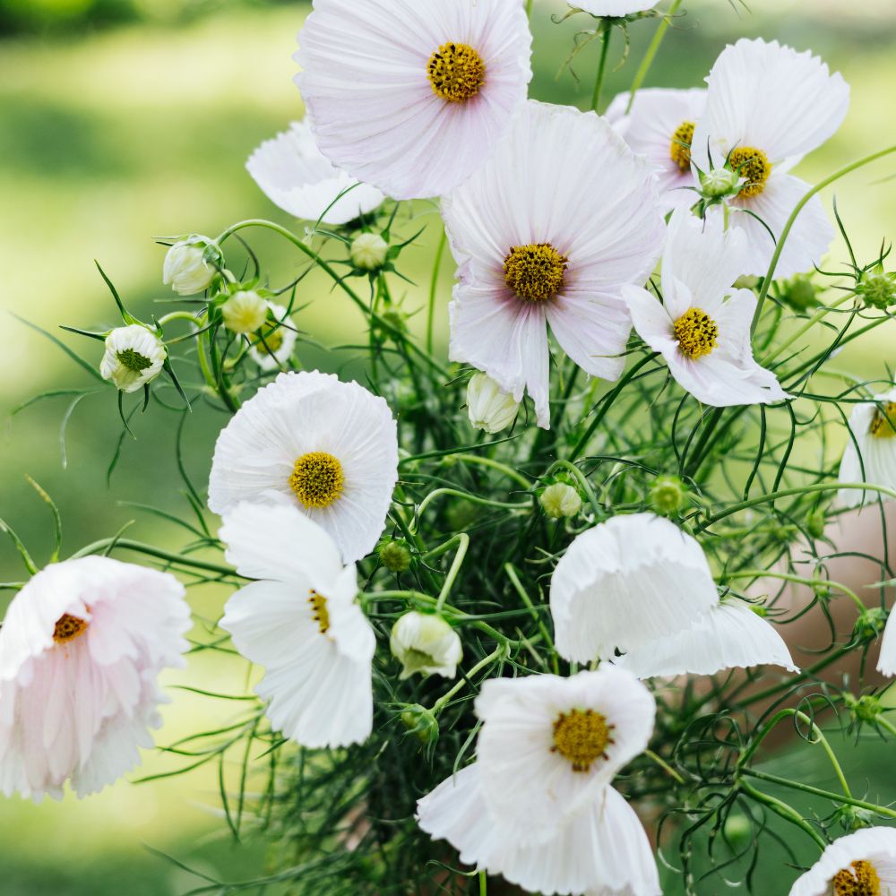 Cosmos bipinnatus 'Cupcakes Blush’ (cosmea)