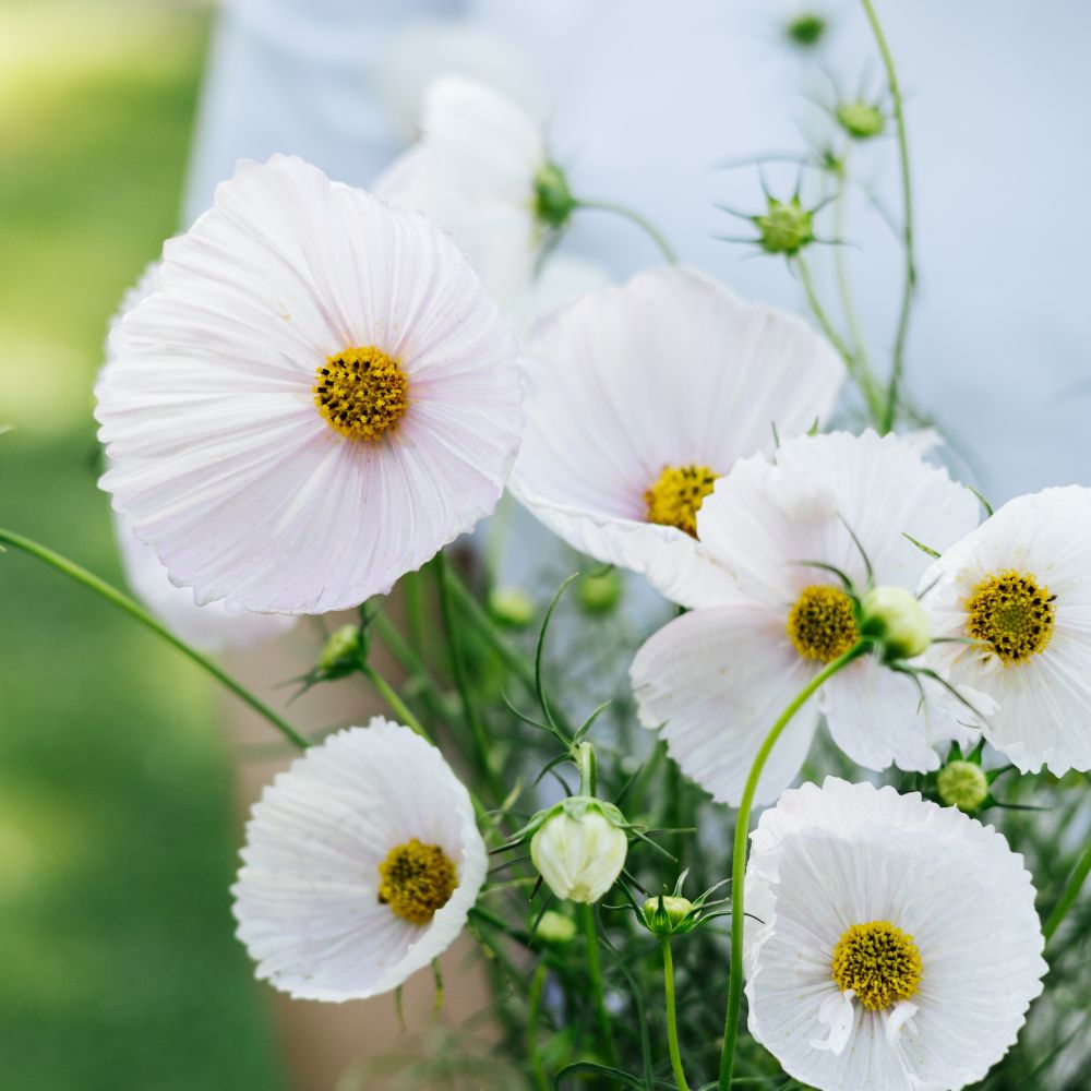 Cosmos bipinnatus 'Cupcakes Blush’ (cosmea)